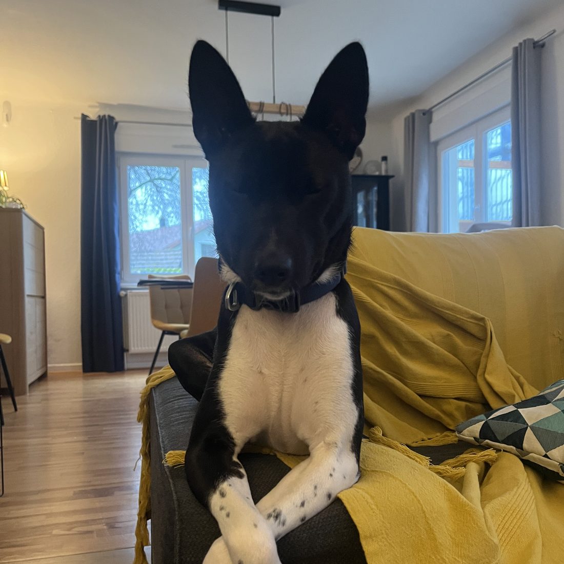 Chien accompagné par Cynowoof
