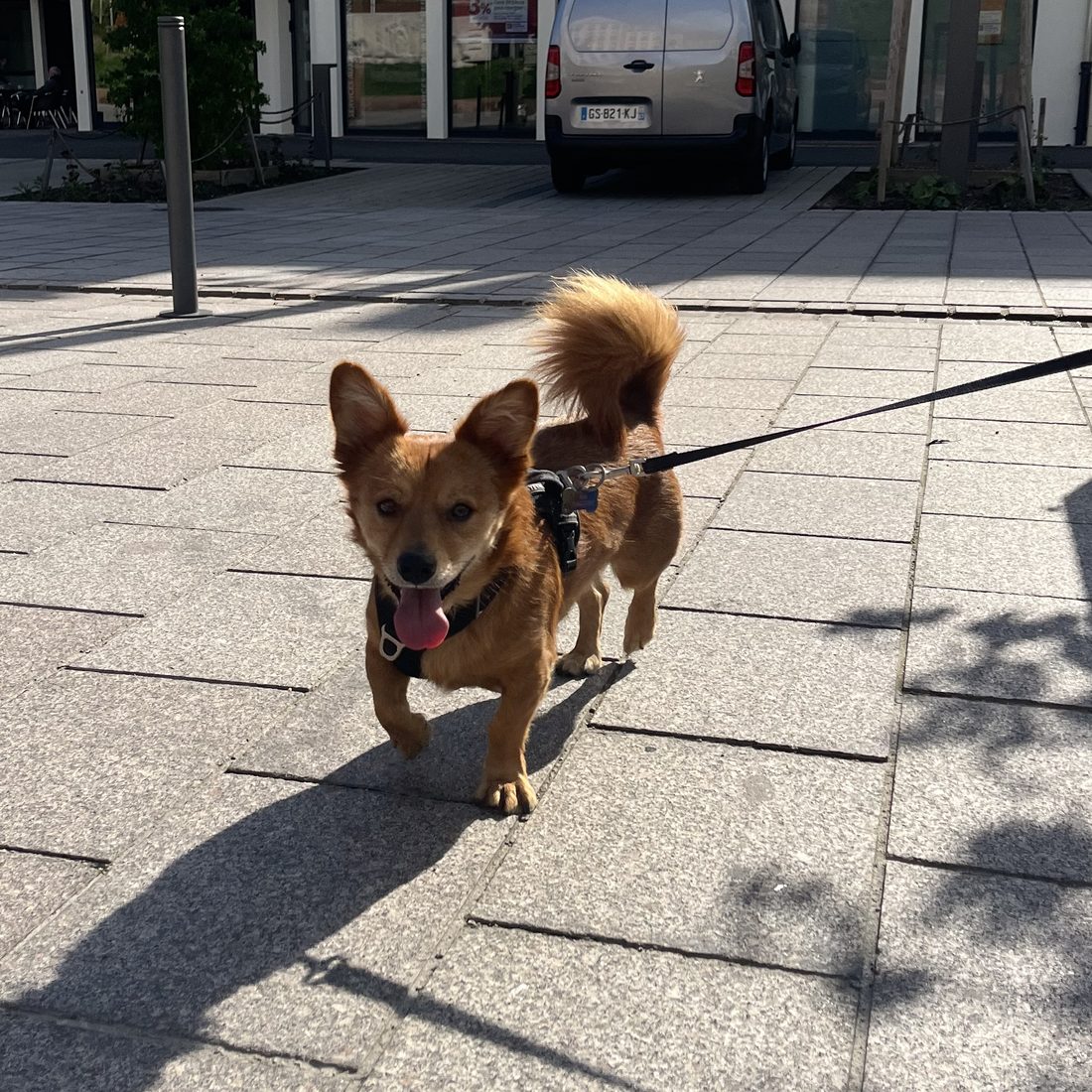 Chien accompagné par Cynowoof