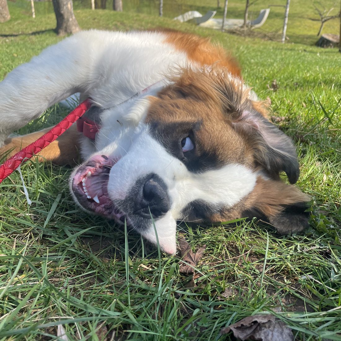 Chien accompagné par Cynowoof
