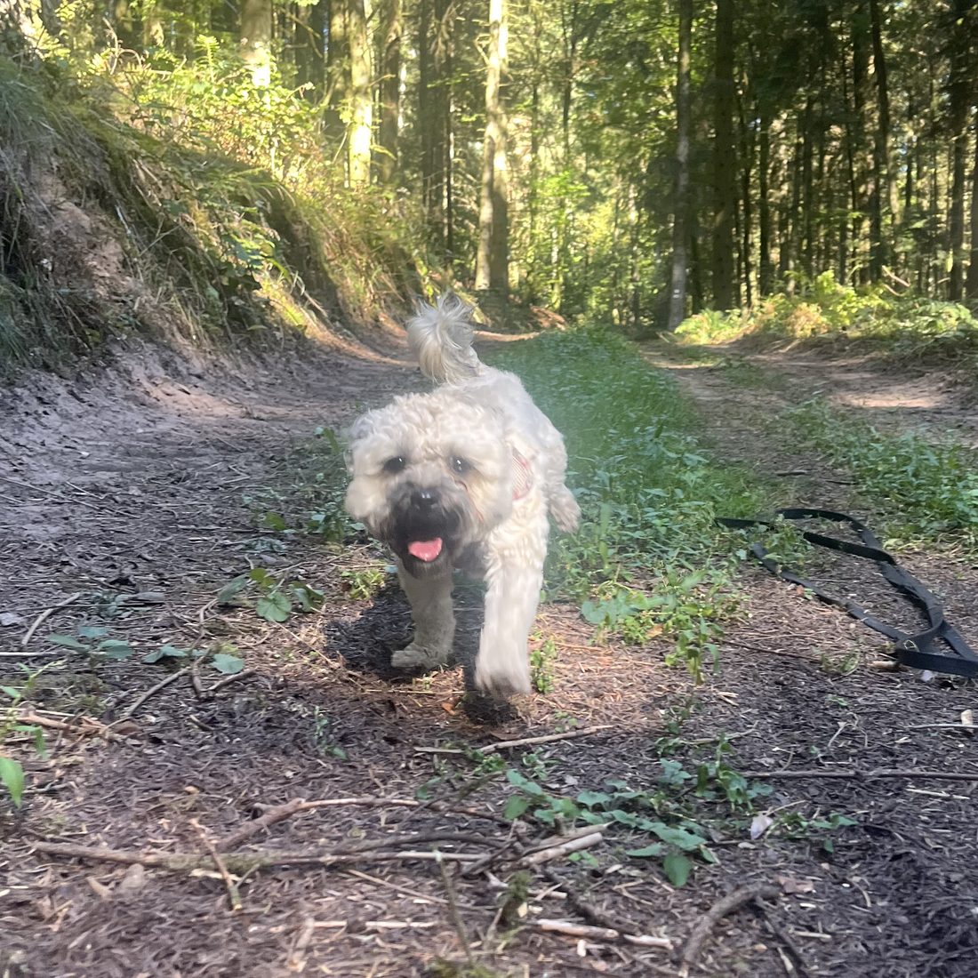Chien accompagné par Cynowoof