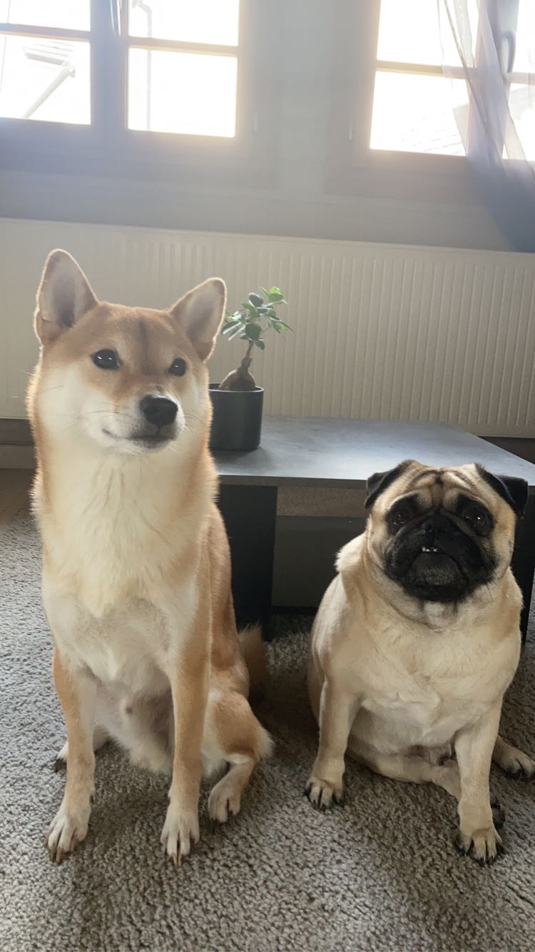 Daïki le Shiba Inu et Even le Carlin, les chiens de Bryan Gein
