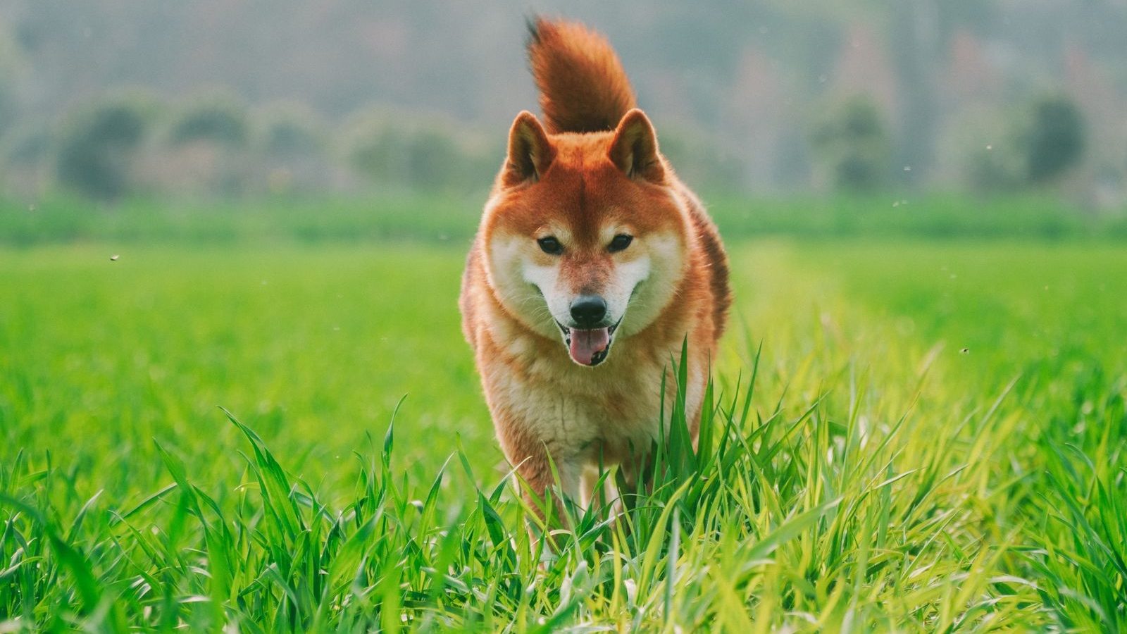 Le Shiba Inu, petit chasseur venu des montagnes du Japon